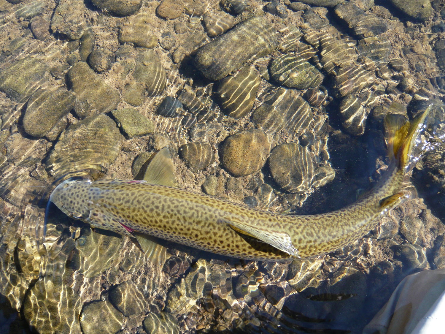 A nice brown trout ready to be netted.